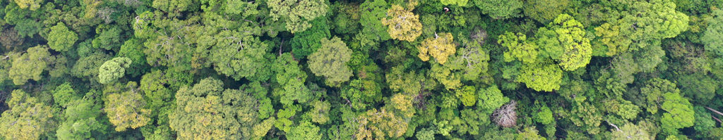 Rainforest trees forest aerial photo